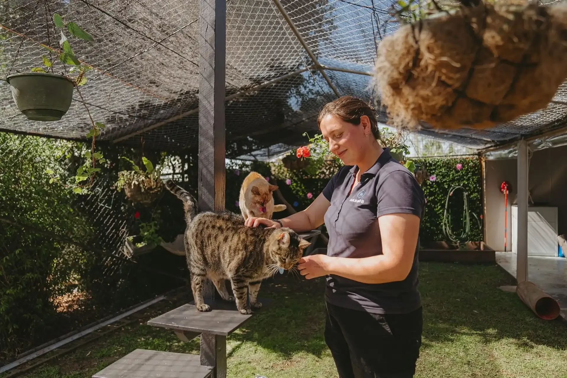 Hanrob Pet Hotels staff patting cats in the outdoor cattery