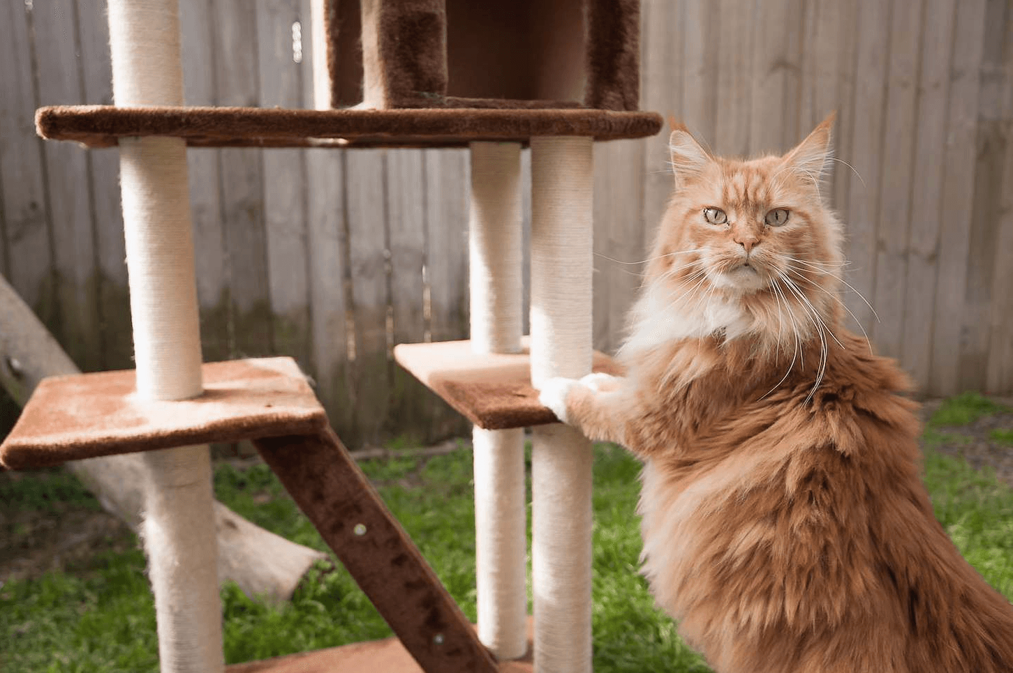 Cat on a scratching post at Hanrob Pet Hotels