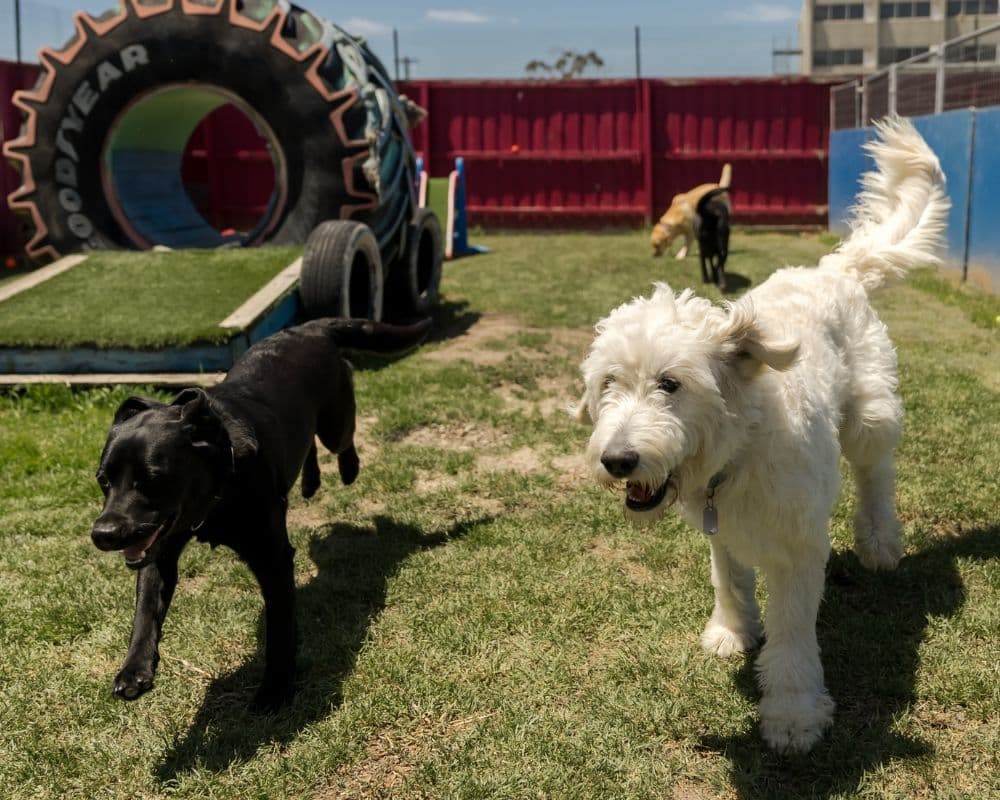 Dogs playing in the yard at Hanrob Pet Hotels