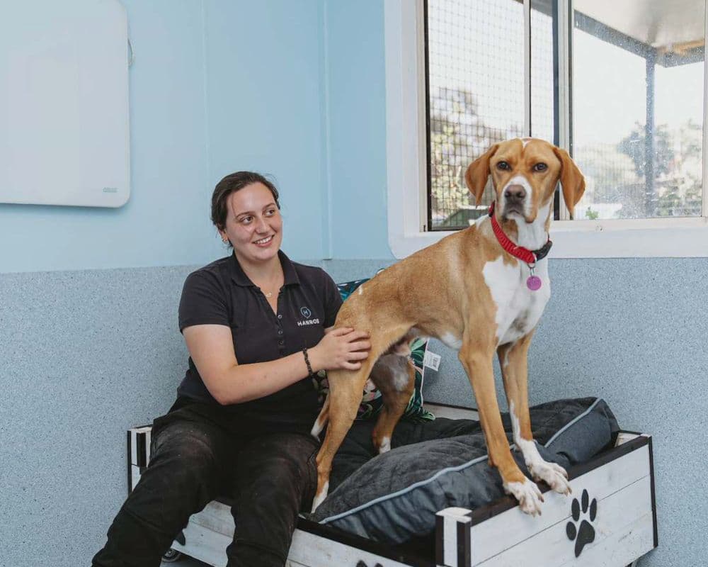 Hanrob Pet Hotels staff sitting with a dog on its bed
