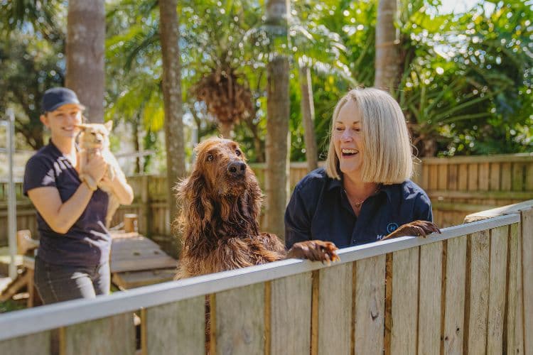Hanrob Pet Hotels staff greeting dogs over a fence