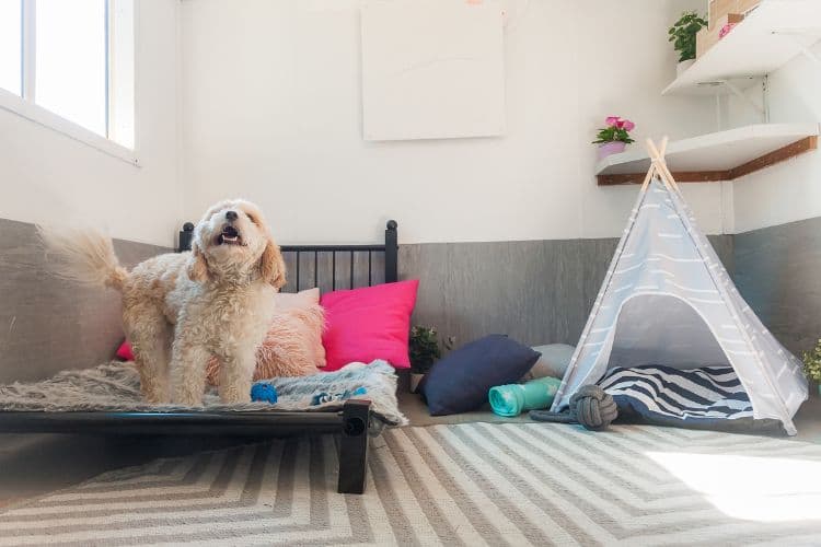 Dog standing on its bed in a Hanrob Pet Hotels pet suite