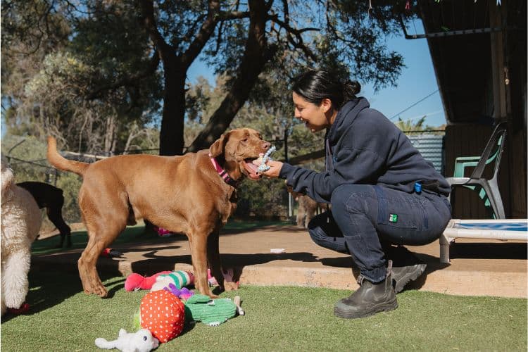 Hanrob Pet Hotels staff playing with a dog outdoors
