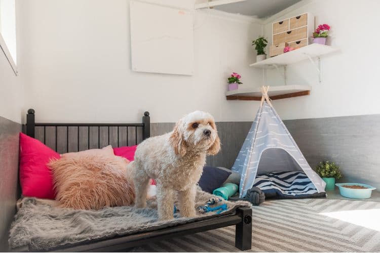 Dog relaxing in a Hanrob Pet Hotels pet suite