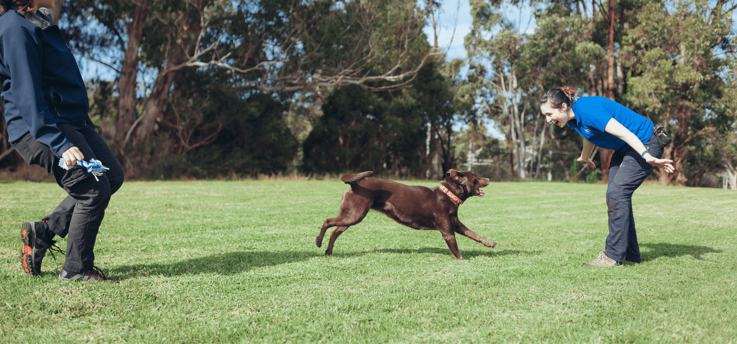 Hanrob Pet Hotels trainer running with a dog in the park