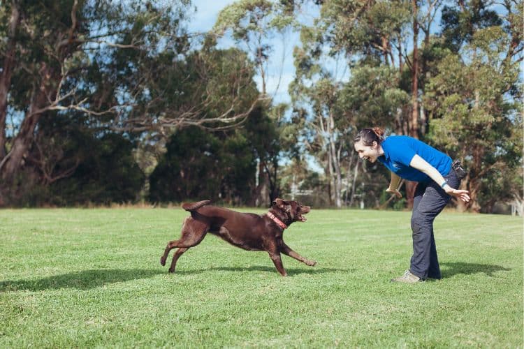 Hanrob Pet Hotels trainer training a dog in the park