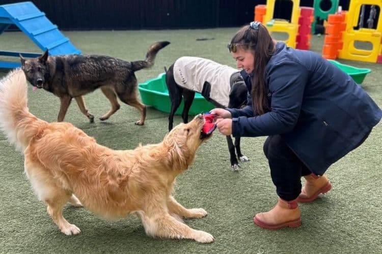 Hanrob Pet Hotels staff playing with dogs at daycare