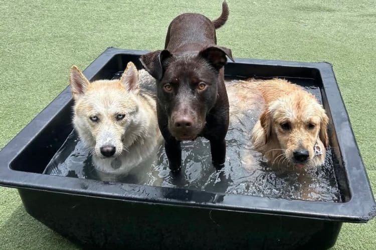 Dogs cooling off in a paddling pool at Hanrob Pet Hotels