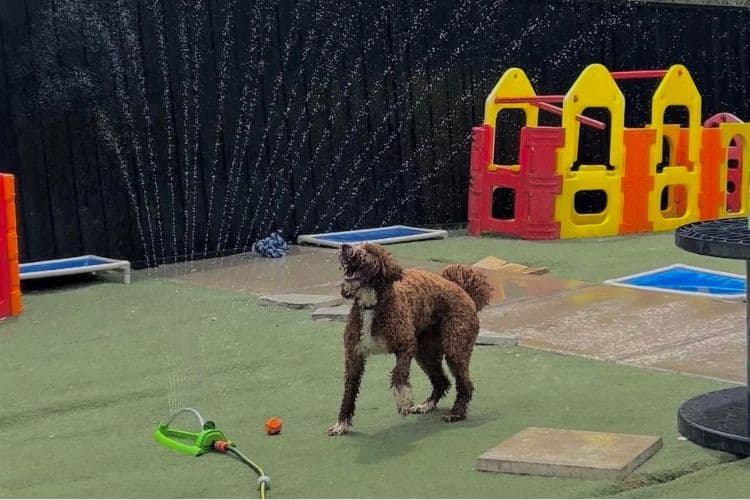 Dog playing in a sprinkler at Hanrob Pet Hotels daycare
