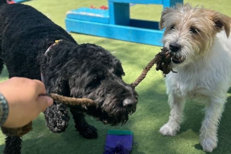 Two dogs playing tug of war at Hanrob Pet Hotels