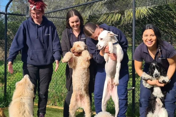 Hanrob Pet Hotels staff holding several dogs