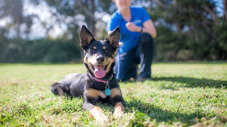 Hanrob Pet Hotels trainer with a dog lying in the grass