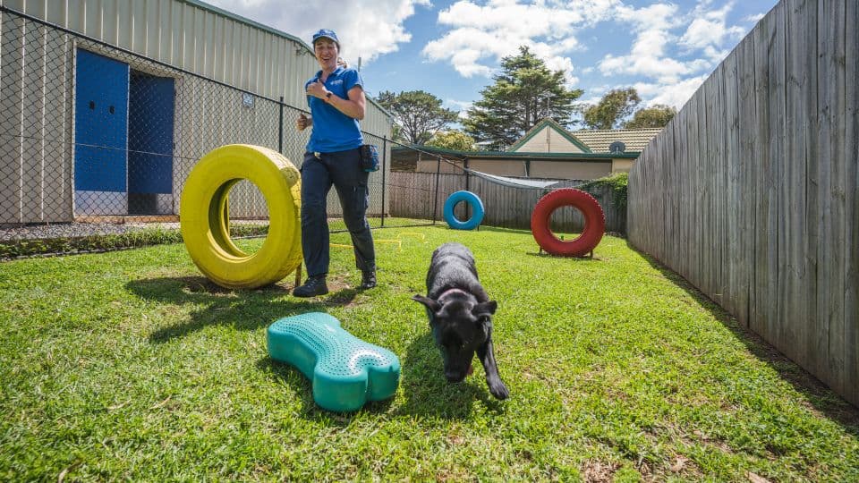 Hanrob Pet Hotels trainer with a dog on the agility course
