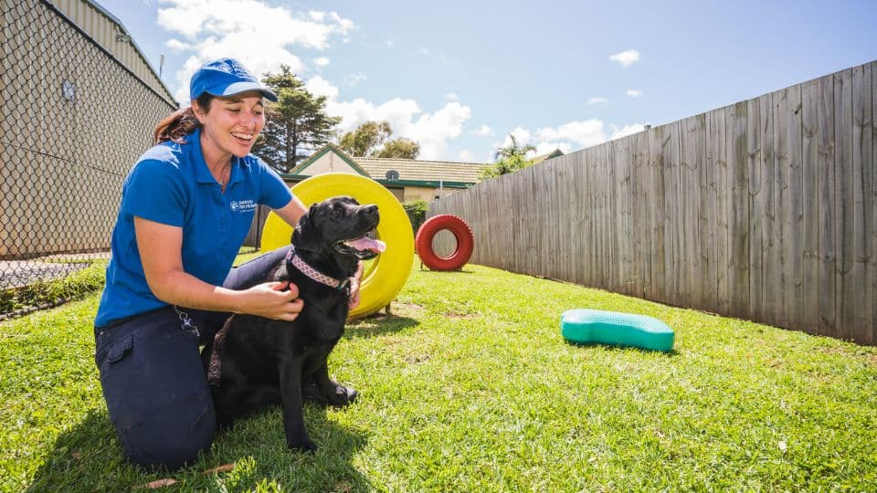 Hanrob Pet Hotels trainer with a dog on the agility course