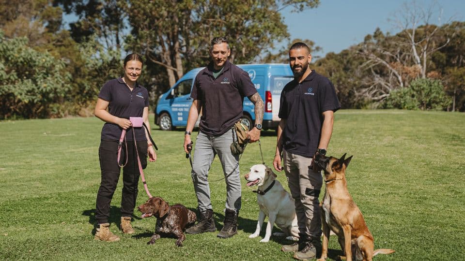 Hanrob Pet Hotels trainers with three dogs