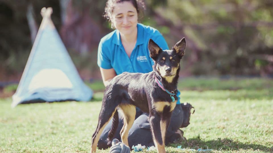 Hanrob Pet Hotels trainer with a dog outdoors
