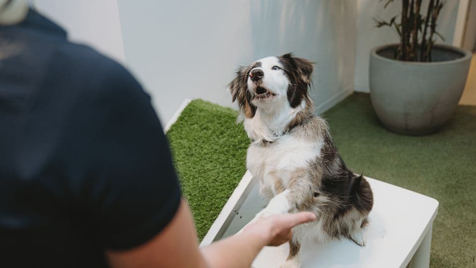 Hanrob Pet Hotels dog training session indoors