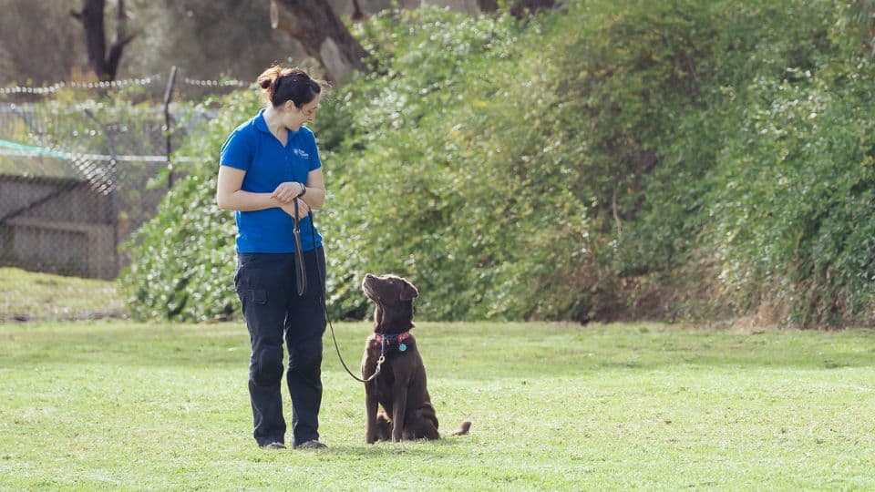 Hanrob Pet Hotels trainer working with a dog