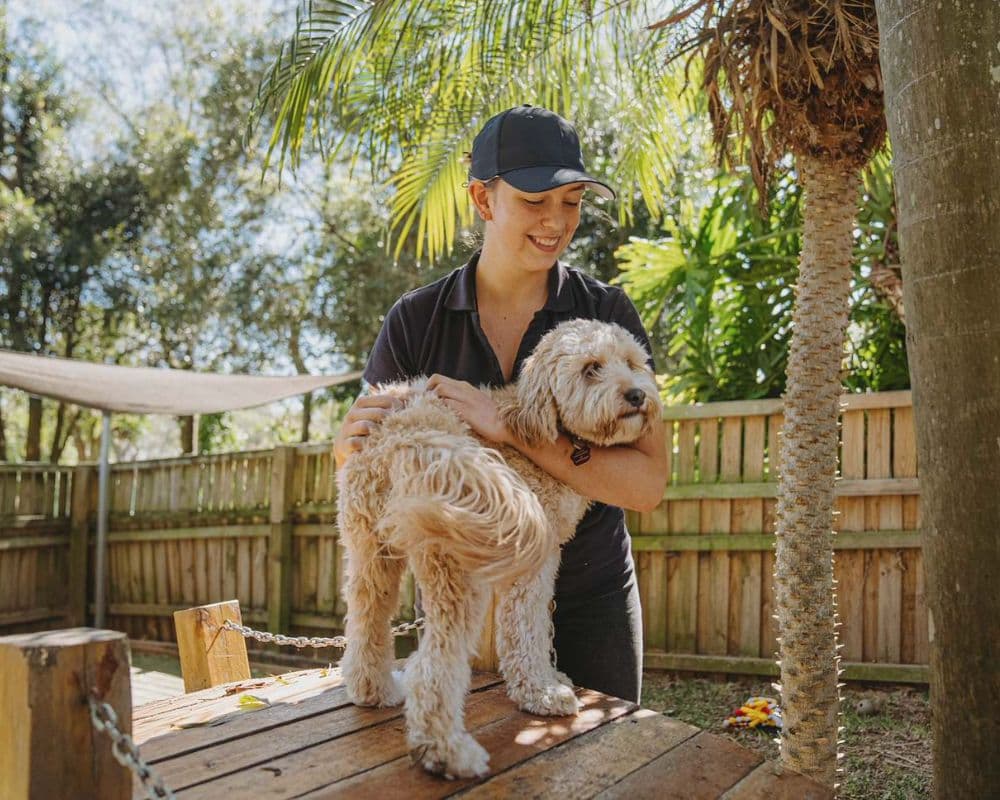 Hanrob Pet Hotels staff patting a goldendoodle