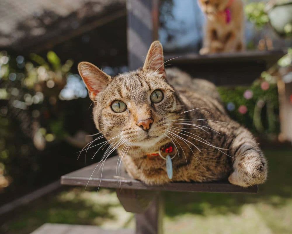 Cat resting on an outdoor cat run at Hanrob Pet Hotels
