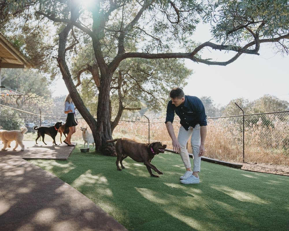 Hanrob Pet Hotels staff playing with a dog under a tree