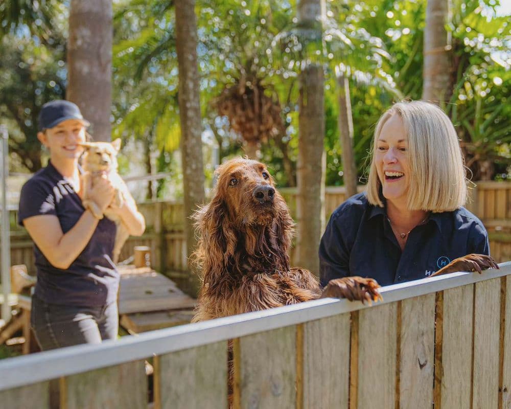 Hanrob Pet Hotels staff greeting dogs over a fence
