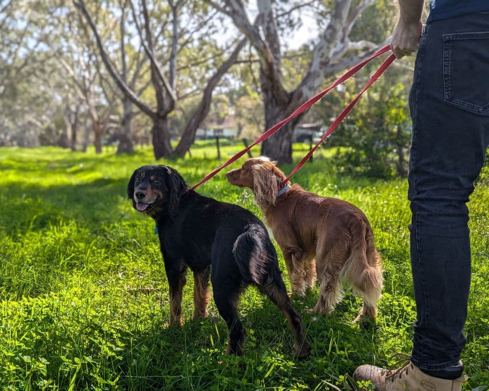 Hanrob Pet Hotels staff walking two dogs on lead