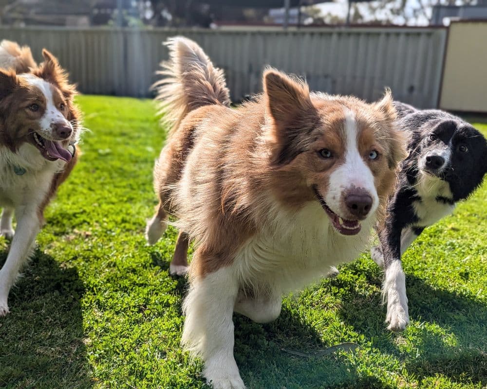 Dogs playing together at Hanrob Pet Hotels