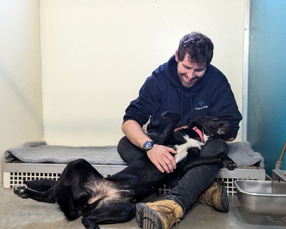 Hanrob Pet Hotels staff playing with a dog
