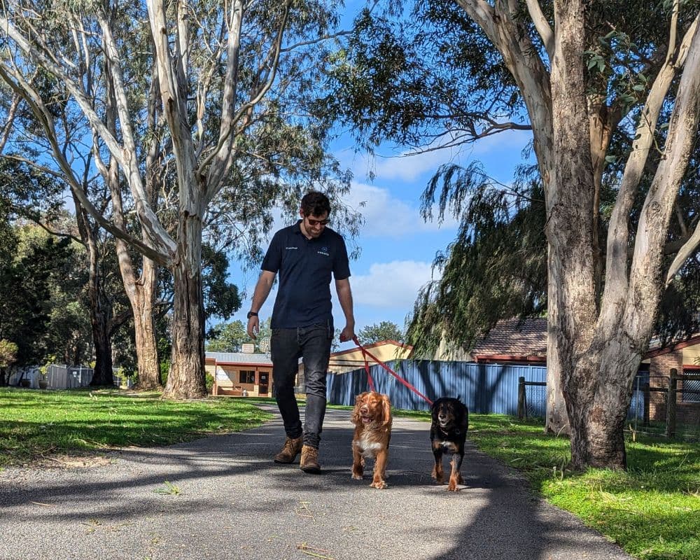 Hanrob Pet Hotels staff walking two dogs outdoors