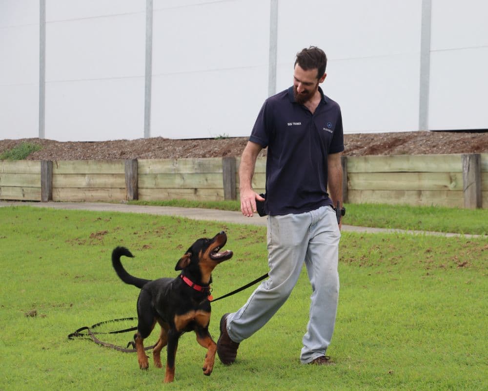 Hanrob Pet Hotels trainer walking a dog