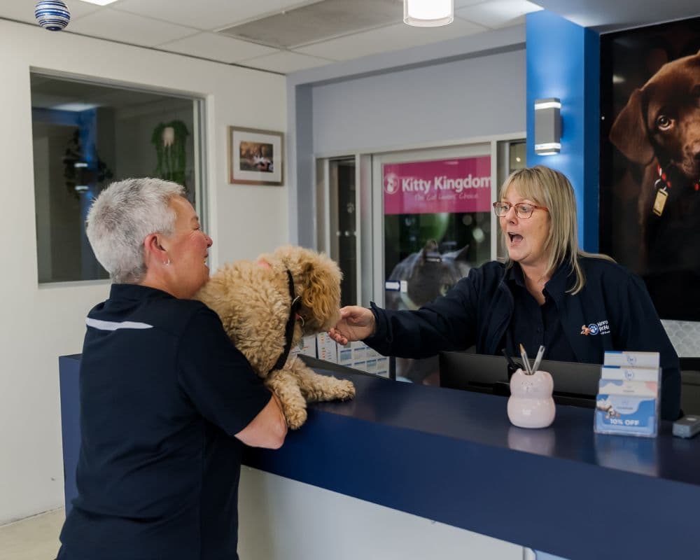 Hanrob Pet Hotels staff greeting a dog at reception