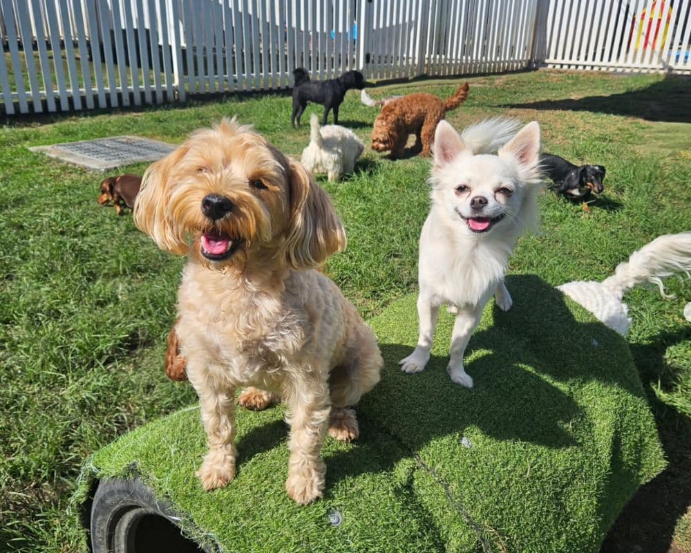 Small dogs playing at Hanrob Pet Hotels