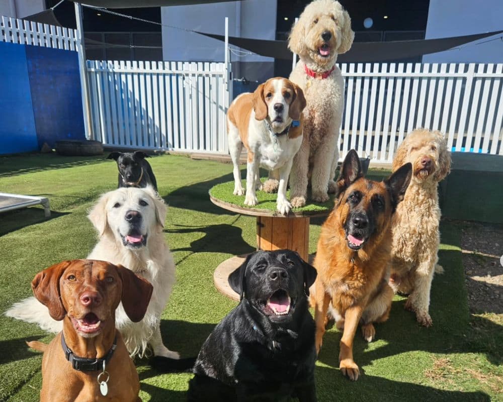 Group of dogs at Hanrob Pet Hotels daycare