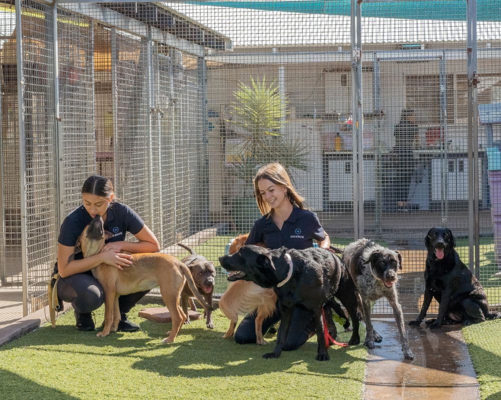 Hanrob Pet Hotels staff with a group of dogs