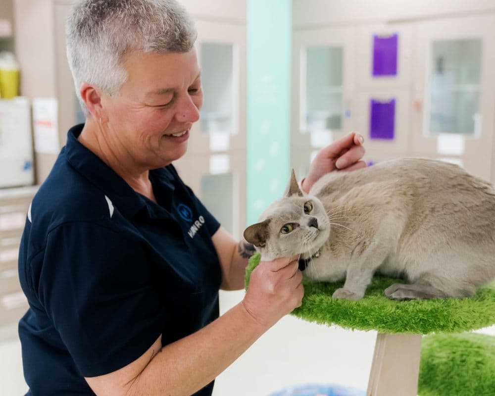 Hanrob Pet Hotels staff patting a cat indoors