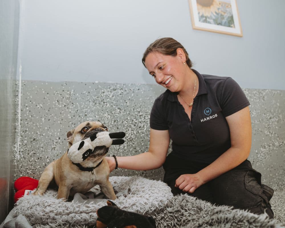 Hanrob Pet Hotels staff playing with a dog