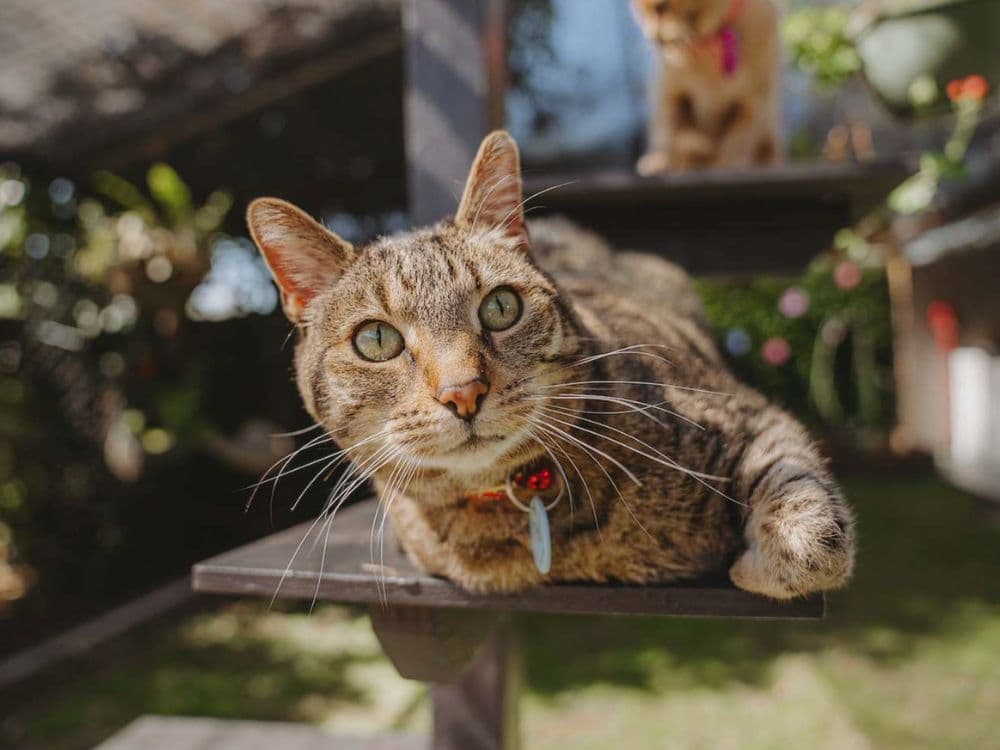 Tabby cat at Hanrob Pet Hotels