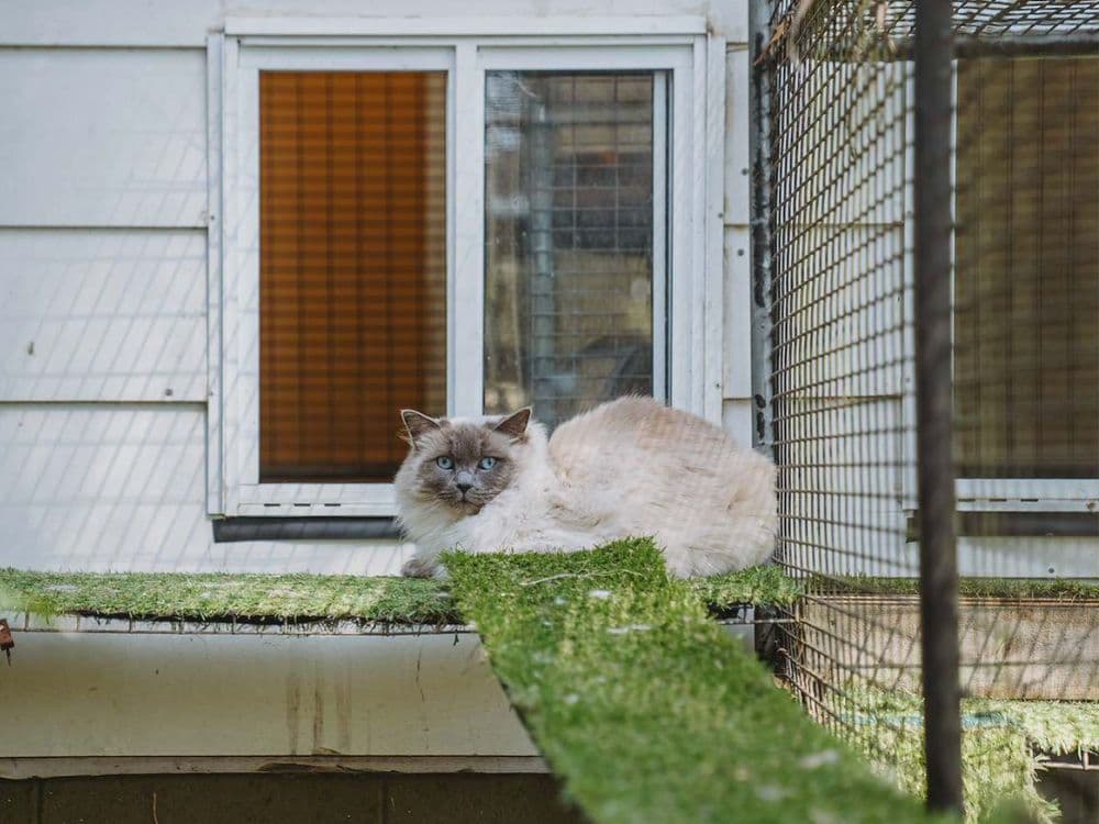 Cat resting on an outdoor cat run at Hanrob Pet Hotels