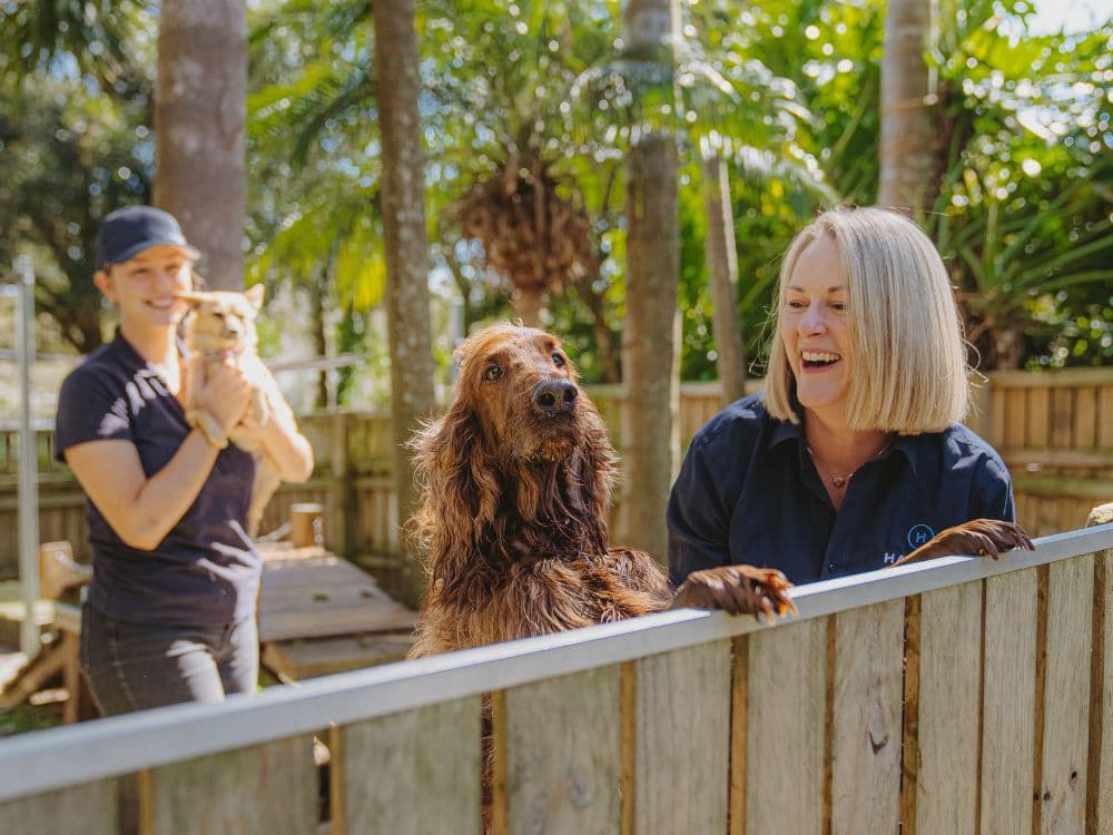 Hanrob Pet Hotels staff greeting dogs over a fence
