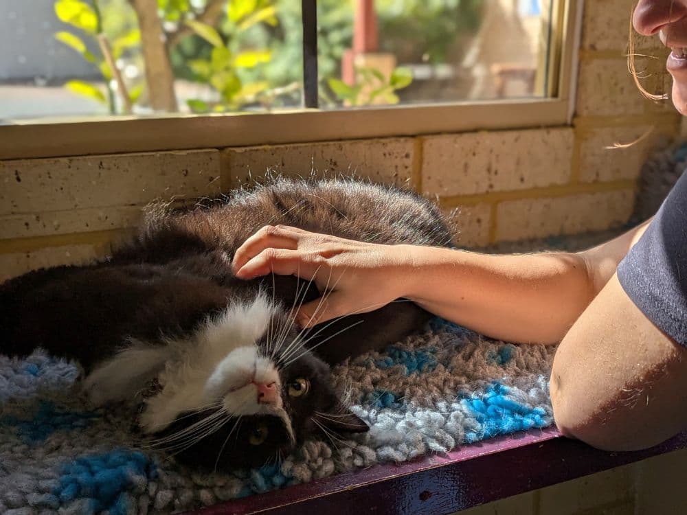 Cat relaxing with a Hanrob Pet Hotels staff member