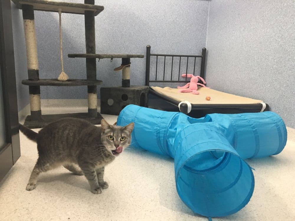 Cat playing in a Hanrob Pet Hotels cat suite