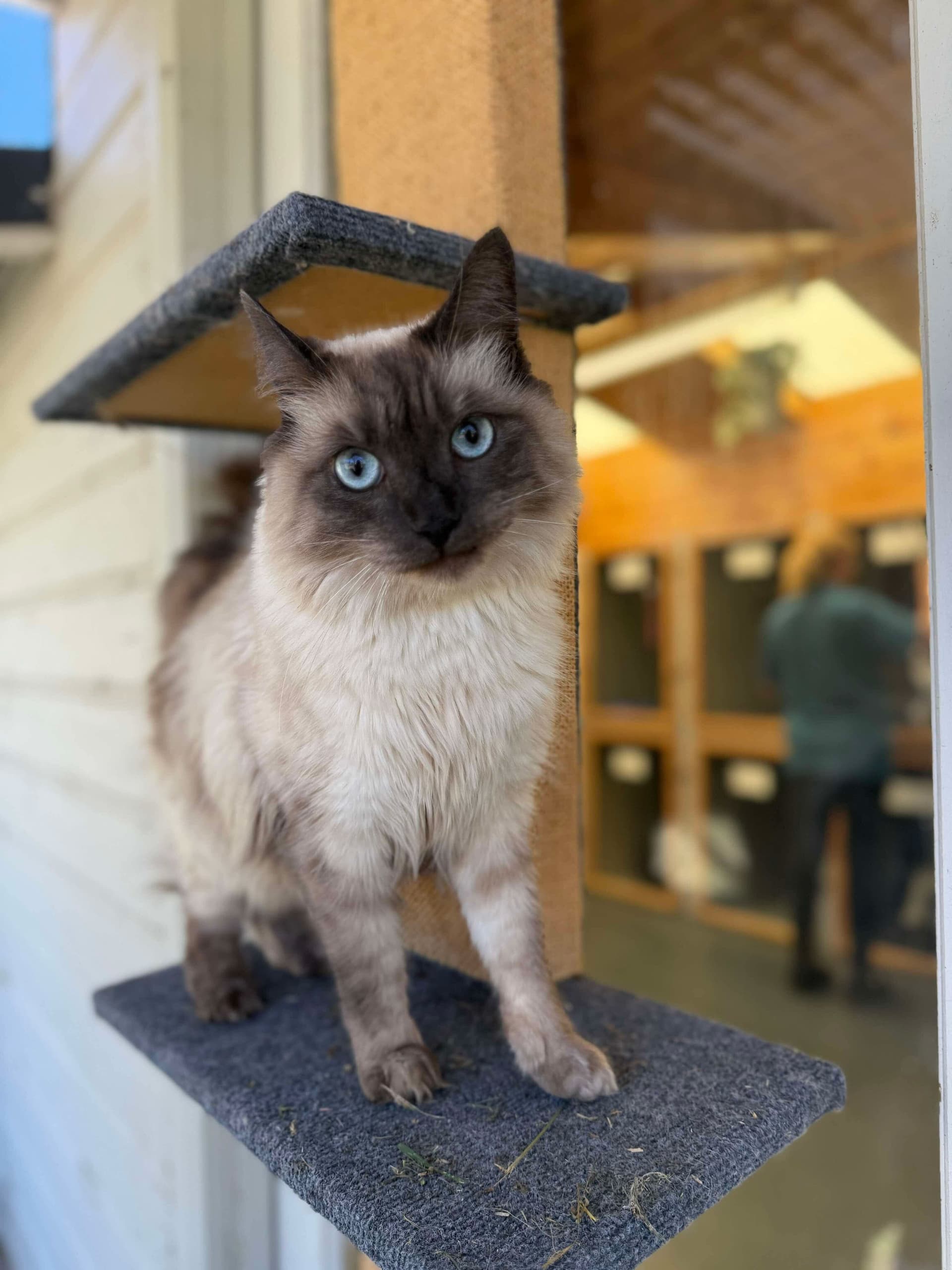Classic Cat Room image 2