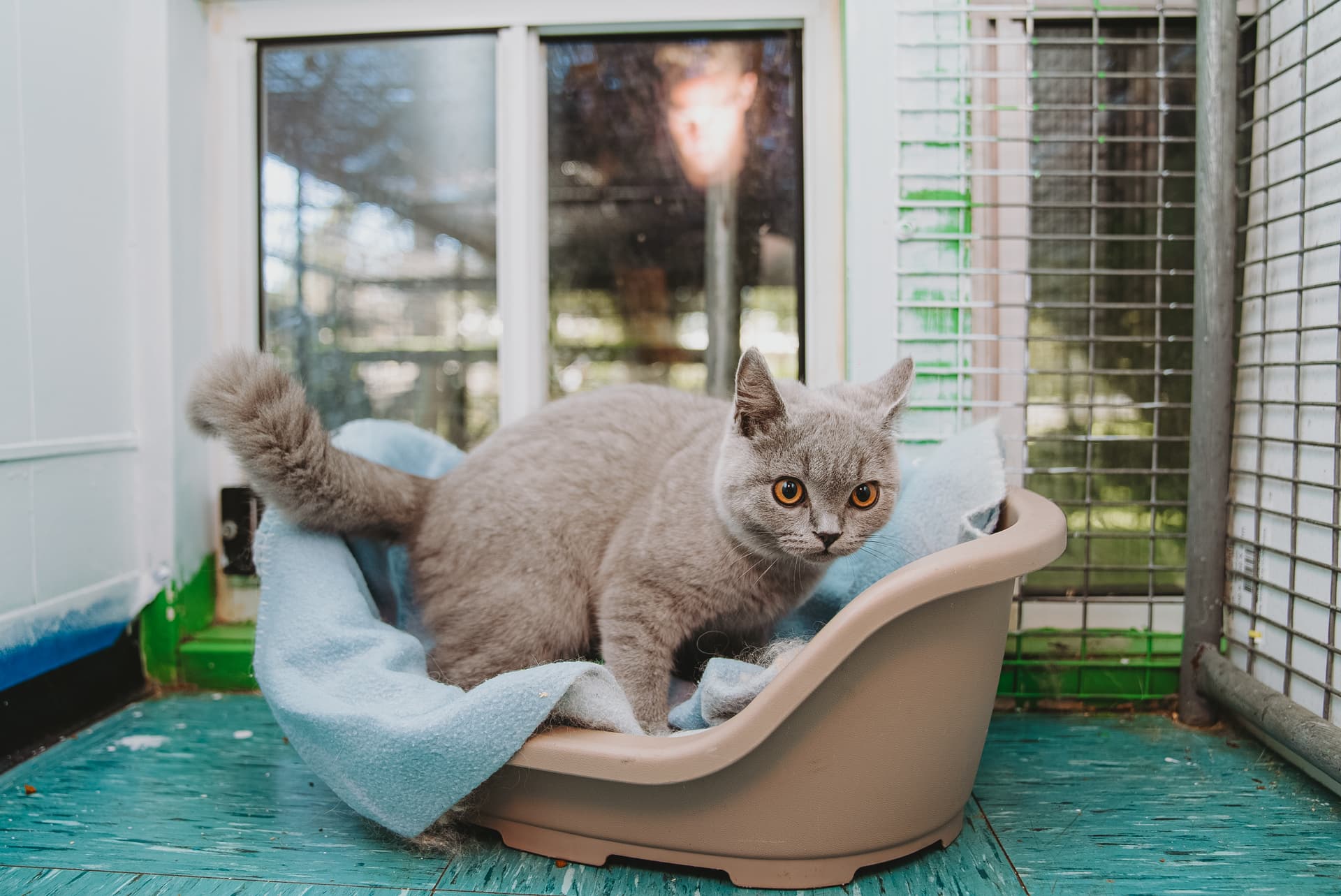 Cat Luxury Suite image 2