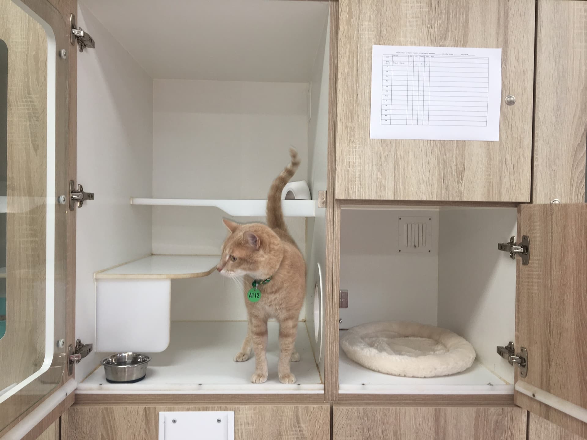 Classic Cat Room image 1