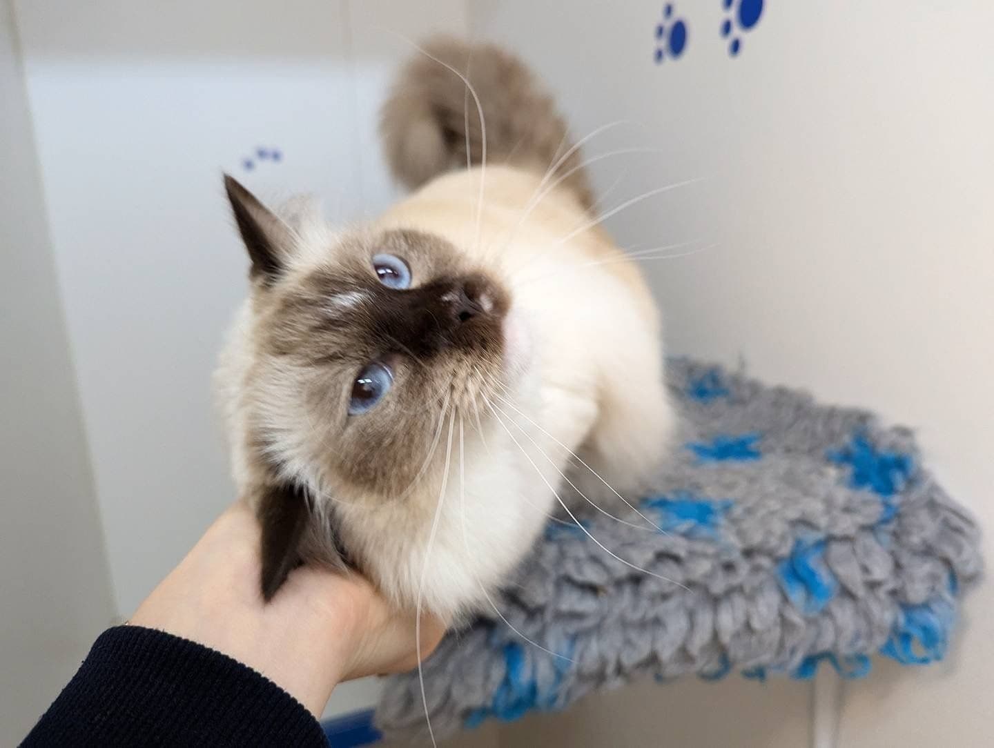 Classic Cat Room image