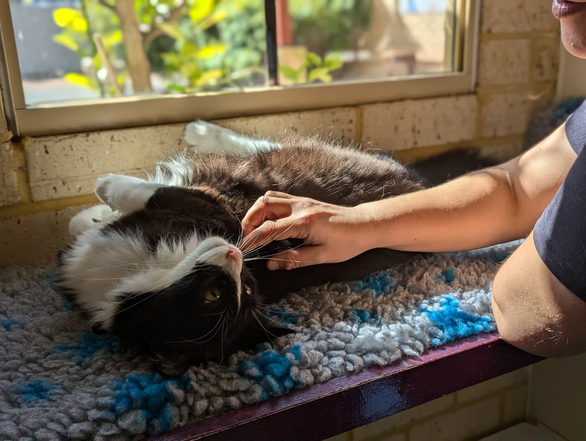 Cat Suite image 1