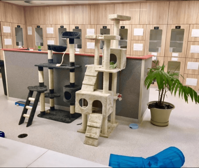 Classic Cat Room image 2