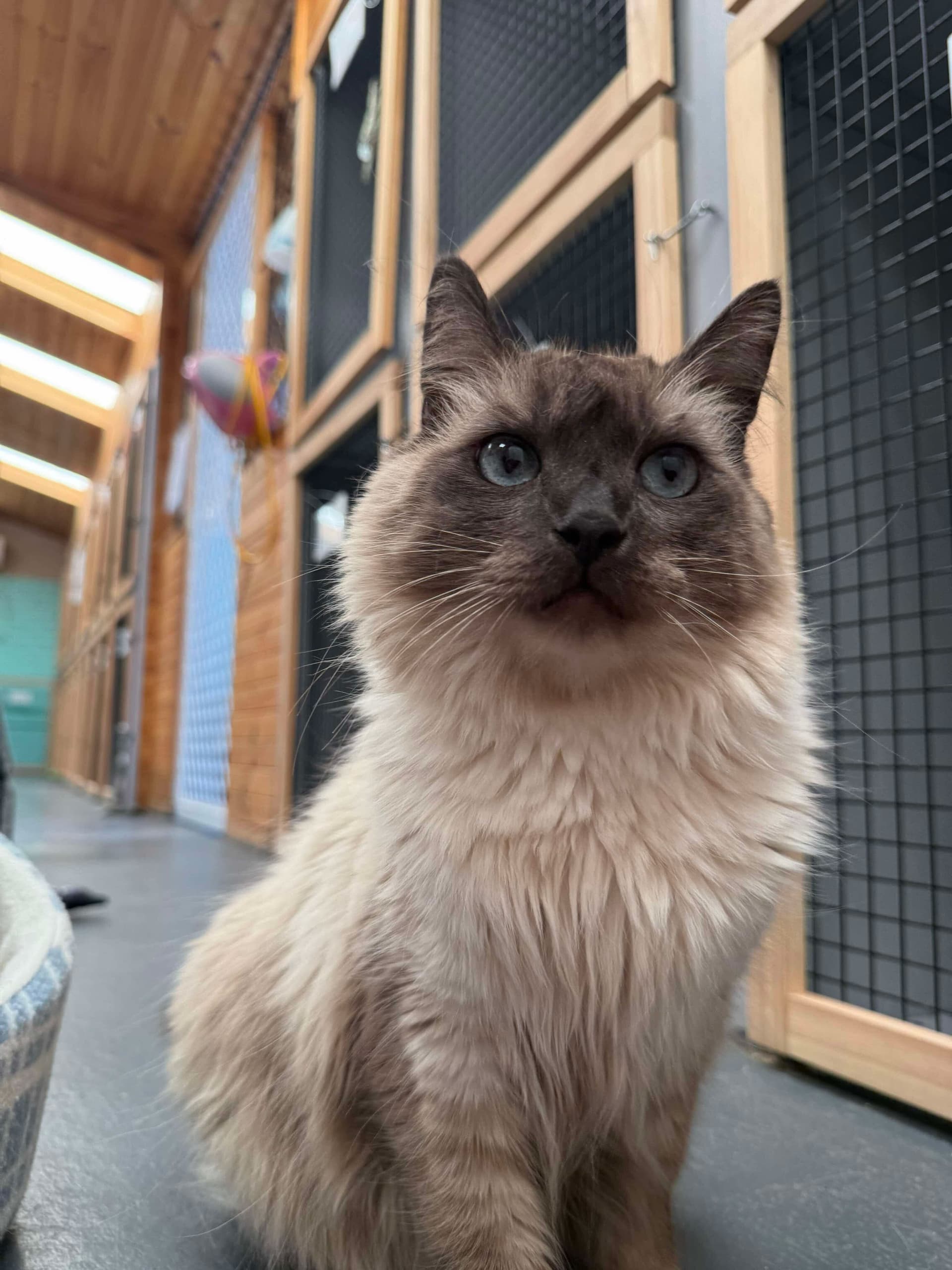 Classic Cat Room image 1