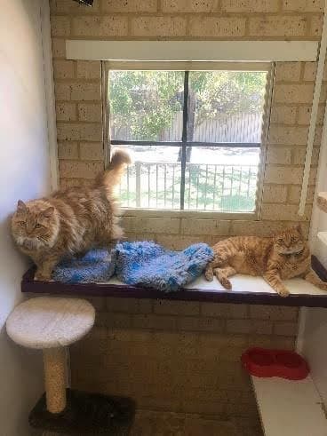 Cat Suite image 2